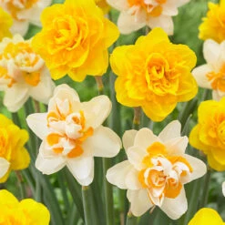 Narcissus Peach Cobbler 12/14cm Daffodil Peach Cobbler -Plant Flower Store Narcissus Peach Cobbler 0013040 2 52353.1624540772