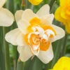 Narcissus Peach Cobbler 12/14cm Daffodil Peach Cobbler -Plant Flower Store Narcissus Peach Cobbler 0013040 44888.1624540772