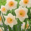 Narcissus Peaches And Cream 12/14cm Daffodil Peaches And Cream -Plant Flower Store Narcissus Peaches and Cream 0010900 95202.1657718162