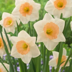 Narcissus Peaches And Cream 12/14cm Daffodil Peaches And Cream