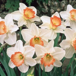 Narcissus Pink Charm 12/14cm Daffodil Pink Charm -Plant Flower Store Narcissus Pink Charm 0000079 2 76494.1654680291