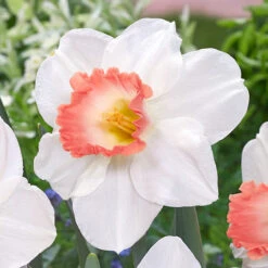Narcissus Pink Charm 12/14cm Daffodil Pink Charm -Plant Flower Store Narcissus Pink Charm 0000079 4 87995.1662385213