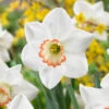 Narcissus Pyjama Party 10/12cm Daffodil Pyjama Party -Plant Flower Store Narcissus Pyjama Party 10 12cm 0014111 36440.1655191447