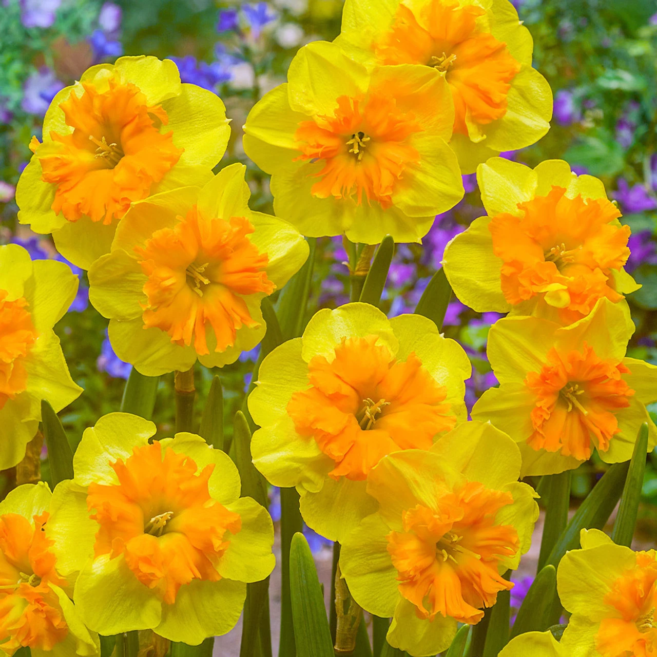 Narcissus Rare Butterfly Orchid Collection Daffodil Rare Butterfly Orchid Collection 7 Narcissus Rare Butterfly Orchid Collection Daffodil Rare Butterfly Orchid Collection - Image 5