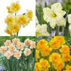 Narcissus Rare Butterfly Orchid Collection Daffodil Rare Butterfly Orchid Collection -Plant Flower Store Narcissus Rare Butterfly Orchid Collection 1020177 78092.1688112737