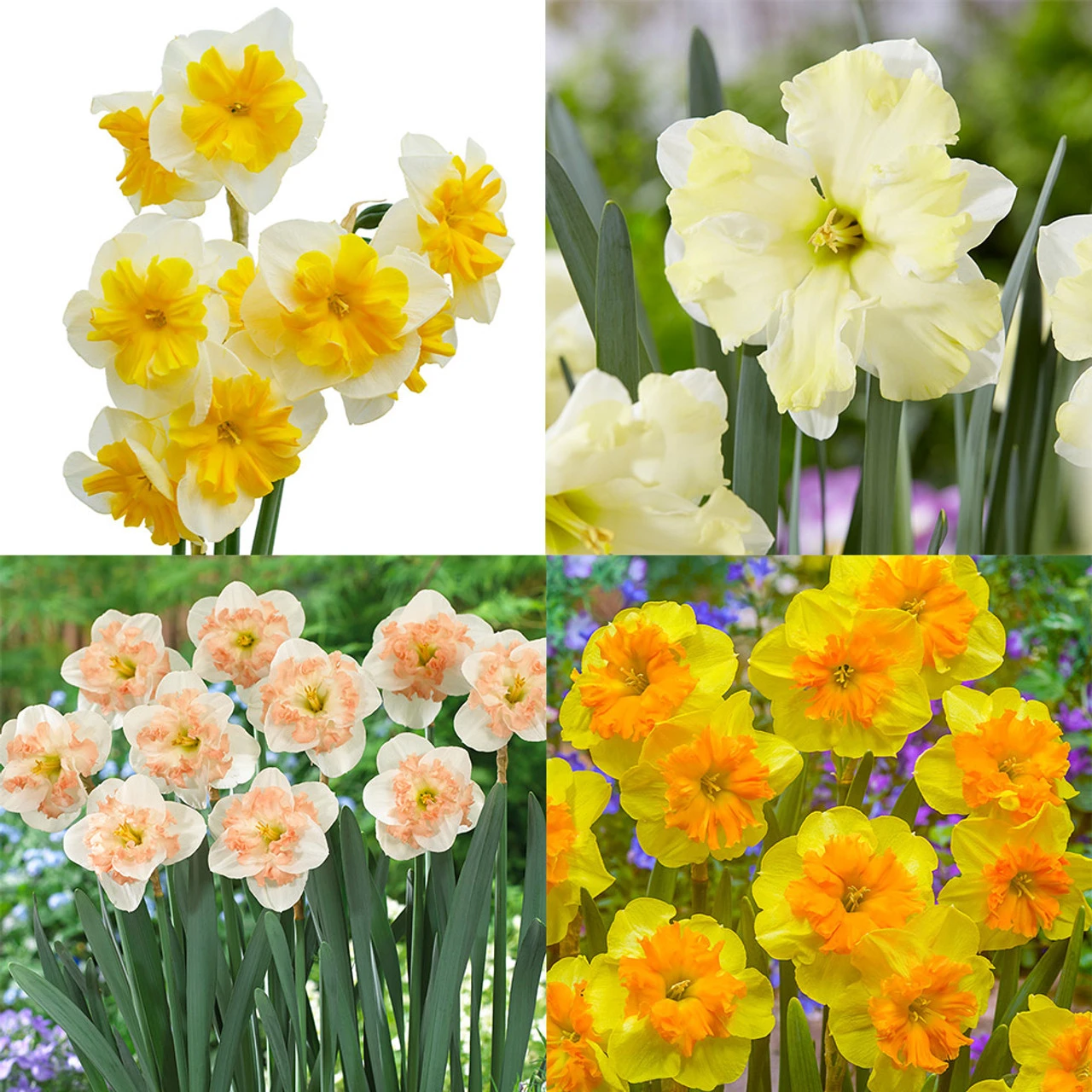 Narcissus Rare Butterfly Orchid Collection Daffodil Rare Butterfly Orchid Collection 3 Narcissus Rare Butterfly Orchid Collection Daffodil Rare Butterfly Orchid Collection