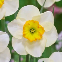 Narcissus Ringtone 12/14cm Daffodil Ringtone -Plant Flower Store Narcissus Ringtone 0009846 2 43491.1655198783