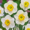 Narcissus Ringtone 12/14cm Daffodil Ringtone -Plant Flower Store Narcissus Ringtone 0009846 02729.1655198783