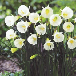 Narcissus Rockery And Patio Collection Daffodil Rockery And Patio Collection -Plant Flower Store Narcissus Rockery and Patio Collection 1015887 10 58686.1688367650
