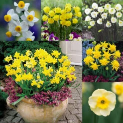Narcissus Rockery And Patio Collection Daffodil Rockery And Patio Collection