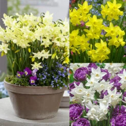 Narcissus Sensation Collection (Triandrus)