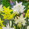 Narcissus Sensation Mix -Plant Flower Store Narcissus Sensation Mix 0014808 39430.1687521857