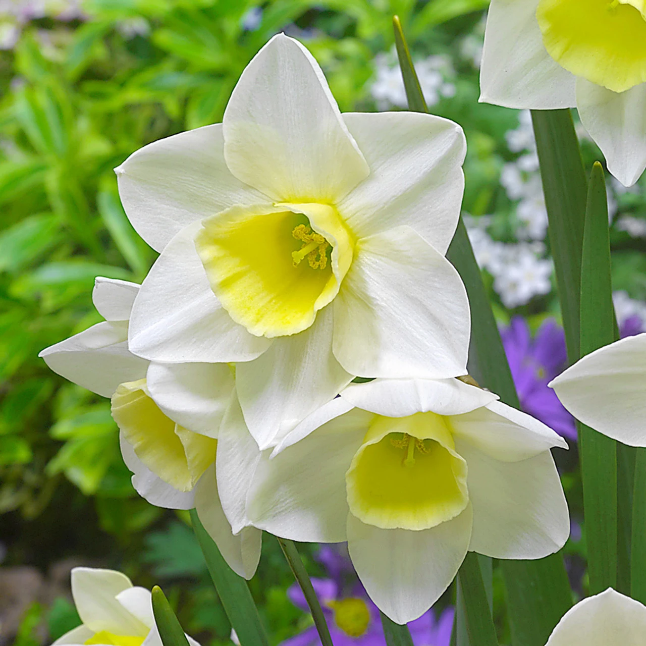 Narcissus Silver Smiles 10/12cm Daffodil Silver Smiles 4 Narcissus Silver Smiles 10/12cm Daffodil Silver Smiles - Image 2