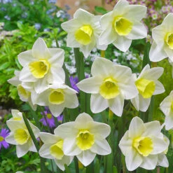 Narcissus Silver Smiles 10/12cm Daffodil Silver Smiles