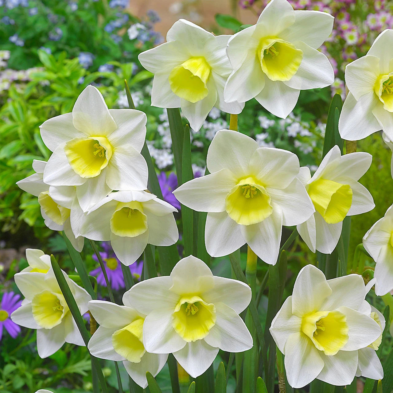 Narcissus Silver Smiles 10/12cm Daffodil Silver Smiles 3 Narcissus Silver Smiles 10/12cm Daffodil Silver Smiles