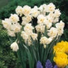 Narcissus 'Sir Winston Churchill' Daffodil Sir Winston Churchill -Plant Flower Store Narcissus Sir Winston Churchill 0000166 2 65851.1693816510