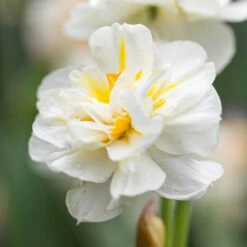 Narcissus 'Sir Winston Churchill' Daffodil Sir Winston Churchill -Plant Flower Store Narcissus Sir Winston Churchill 0000166 3 55972.1692193061