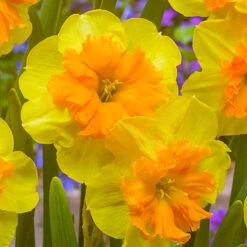 Narcissus 'Slice Of Life' Daffodil 'Slice Of Life' -Plant Flower Store Narcissus Slice of Life 0014764 2 79654.1687521905