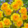 Narcissus 'Slice Of Life' Daffodil 'Slice Of Life' -Plant Flower Store Narcissus Slice of Life 0014764 80650.1687521906