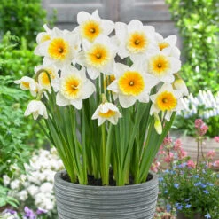 Narcissus Slim Whitman 12/14cm Daffodil Slim Whitman