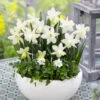 Narcissus Snow Baby 8cm+ Daffodil Snow Baby -Plant Flower Store Narcissus Snow Baby 0009865 89349.1624538466