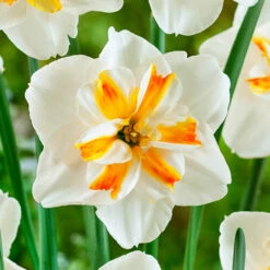 Narcissus Sorbet 12/14cm Daffodil Sorbet -Plant Flower Store Narcissus Sorbet 12 14cm 0013668 2 75784.1655197046