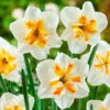 Narcissus Sorbet 12/14cm Daffodil Sorbet -Plant Flower Store Narcissus Sorbet 12 14cm 0013668 48789.1655197046