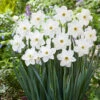 Narcissus Stainless -Plant Flower Store Narcissus Stainless 0014810 19103.1687523448