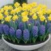 Narcissus Standard Value 12-14cm Daffodil Standard Value -Plant Flower Store Narcissus Standard Value 12 14cm 0004149 2 99513.1655900046