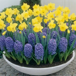 Narcissus Standard Value 12-14cm Daffodil Standard Value