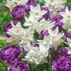 Narcissus 'Starlight Sensation' Daffodil 'Starlight Sensation'