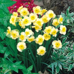 Narcissus Sundisc 8/10cm Daffodil Sundisc