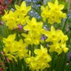 Narcissus Sunlight Sensation Daffodil 'Sunlight Sensation' -Plant Flower Store Narcissus Sunlight Sensation 0011042 75139.1687521821