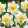 Narcissus 'Sweet Desire' Daffodil 'Sweet Desire' -Plant Flower Store Narcissus Sweet Desire 0008393 2 21462.1687522003