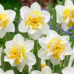 Narcissus 'Sweet Desire' Daffodil 'Sweet Desire'