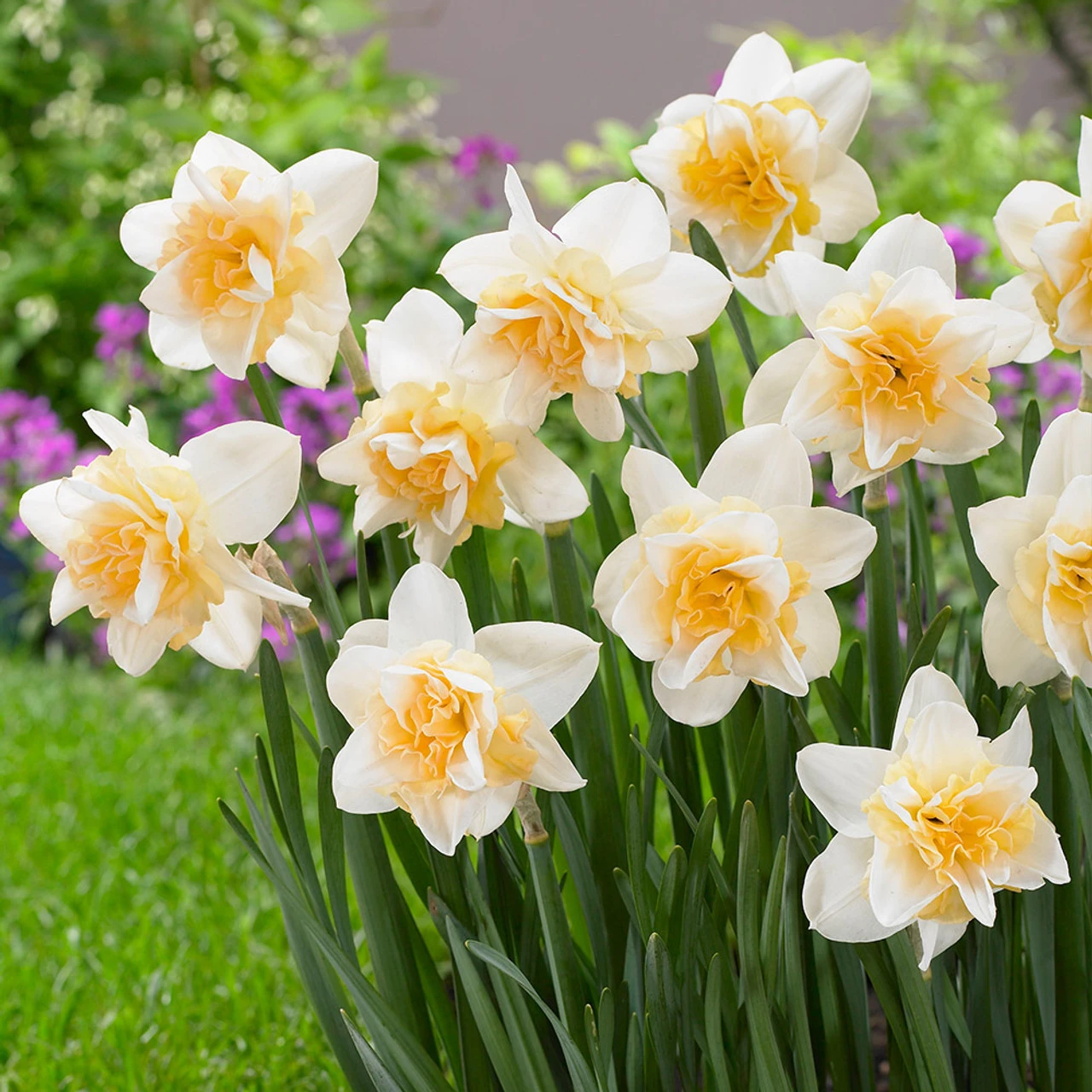 Narcissus 'Sweet Desire' Daffodil 'Sweet Desire' 4 Narcissus 'Sweet Desire' Daffodil 'Sweet Desire' - Image 2