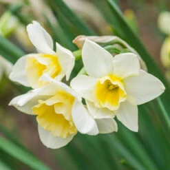 Narcissus Sweet Love Daffodil 'Sweet Love'