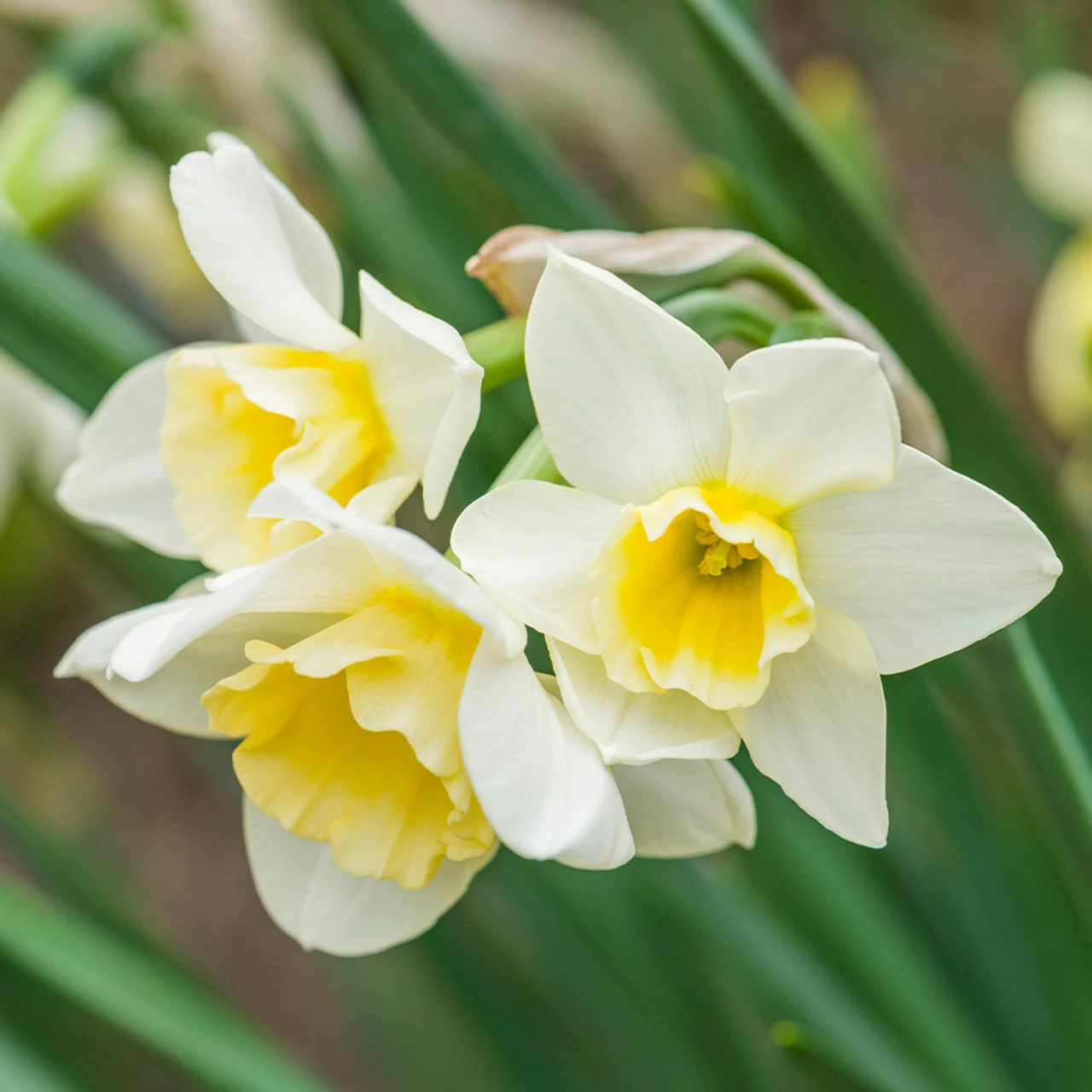 Narcissus Sweet Love Daffodil 'Sweet Love' 3 Narcissus Sweet Love Daffodil 'Sweet Love'