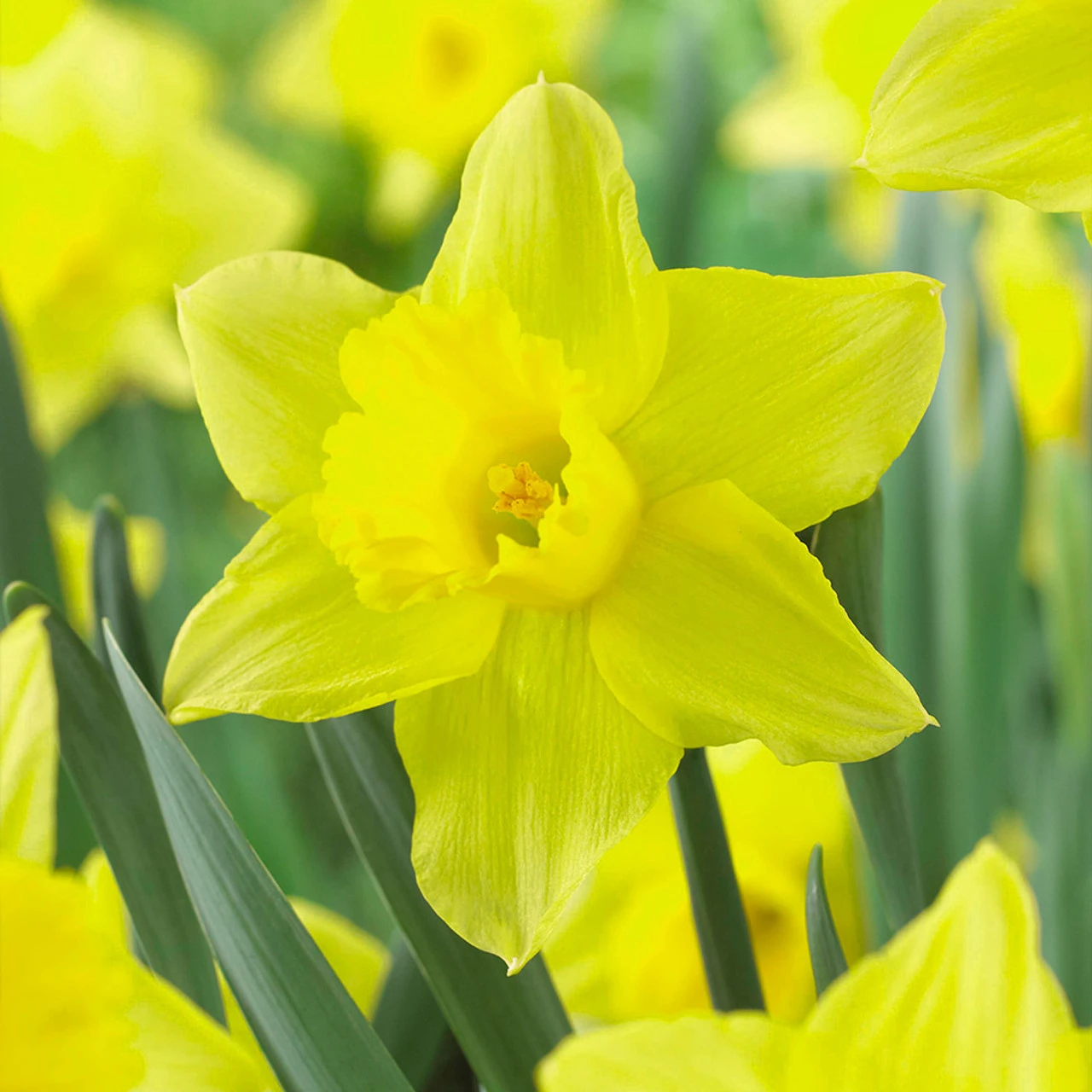 Narcissi Tamara Daffodil Tamara 4 Narcissi Tamara Daffodil Tamara - Image 2