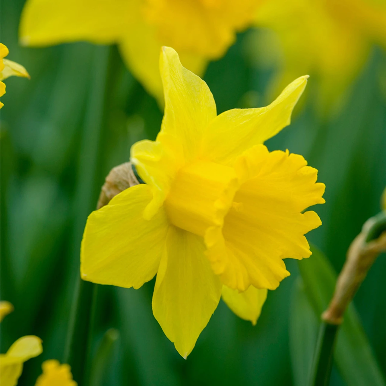 Narcissi Tamara Daffodil Tamara 3 Narcissi Tamara Daffodil Tamara