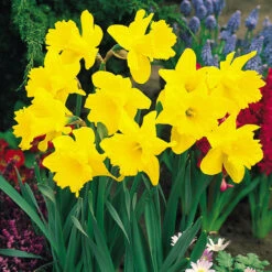 Narcissi Tamara Daffodil Tamara 8 Narcissi Tamara Daffodil Tamara -Plant Flower Store Narcissus Tamara 10CM 0004476 46961.1693816472