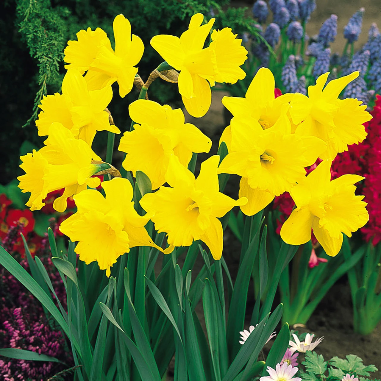 Narcissi Tamara Daffodil Tamara 5 Narcissi Tamara Daffodil Tamara - Image 3