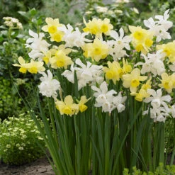 Narcissus Thalia 8-10cm Daffodil Thalia -Plant Flower Store Narcissus Thalia 8 10cm 0009285 2 98637.1655893924
