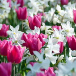 Narcissus Thalia 8-10cm Daffodil Thalia -Plant Flower Store Narcissus Thalia 8 10cm 0009285 4 86568.1655893924