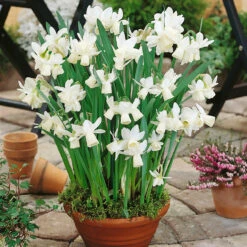 Narcissus Thalia 8-10cm Daffodil Thalia -Plant Flower Store Narcissus Thalia 8 10cm 0009285 5 32427.1655893925