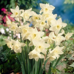 Narcissus Tresamble 8/10cm Daffodil Tresamble -Plant Flower Store Narcissus Tresamble 8 10cm 0000231 3 20463.1657718686