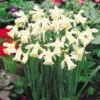 Narcissus W P Milner Daffodil W P Milner -Plant Flower Store Narcissus WP Milner 8 10cm 0000212 32234.1655291084