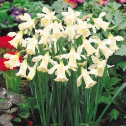 Narcissus W P Milner Daffodil W P Milner