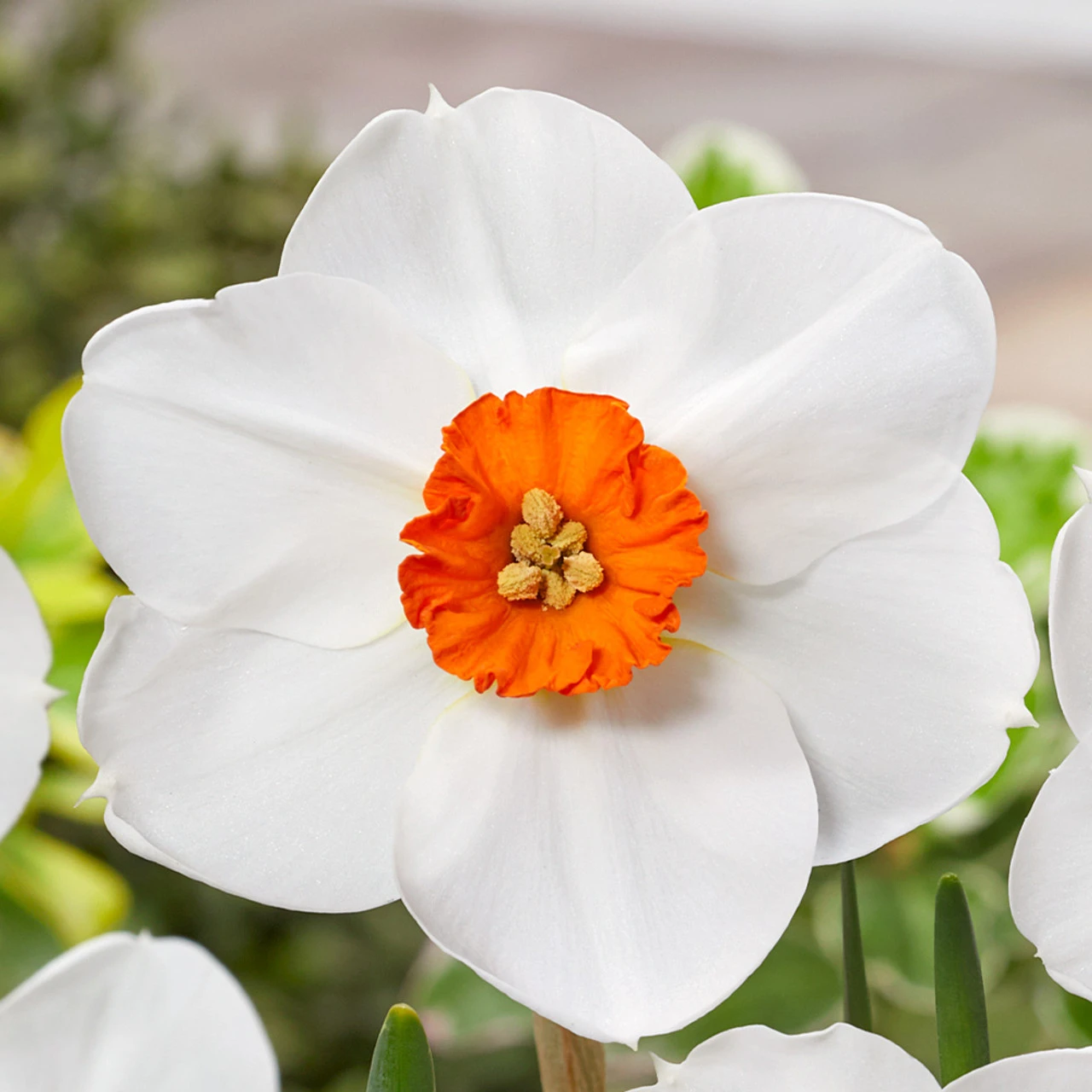 Narcissus Woodland Star 12/14cm Daffodil Woodland Star 4 Narcissus Woodland Star 12/14cm Daffodil Woodland Star - Image 2