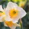 Narcissus Yazz 10cm+ Daffodil Yazz -Plant Flower Store Narcissus Yazz 10cm 0009863 2 44420.1657718724